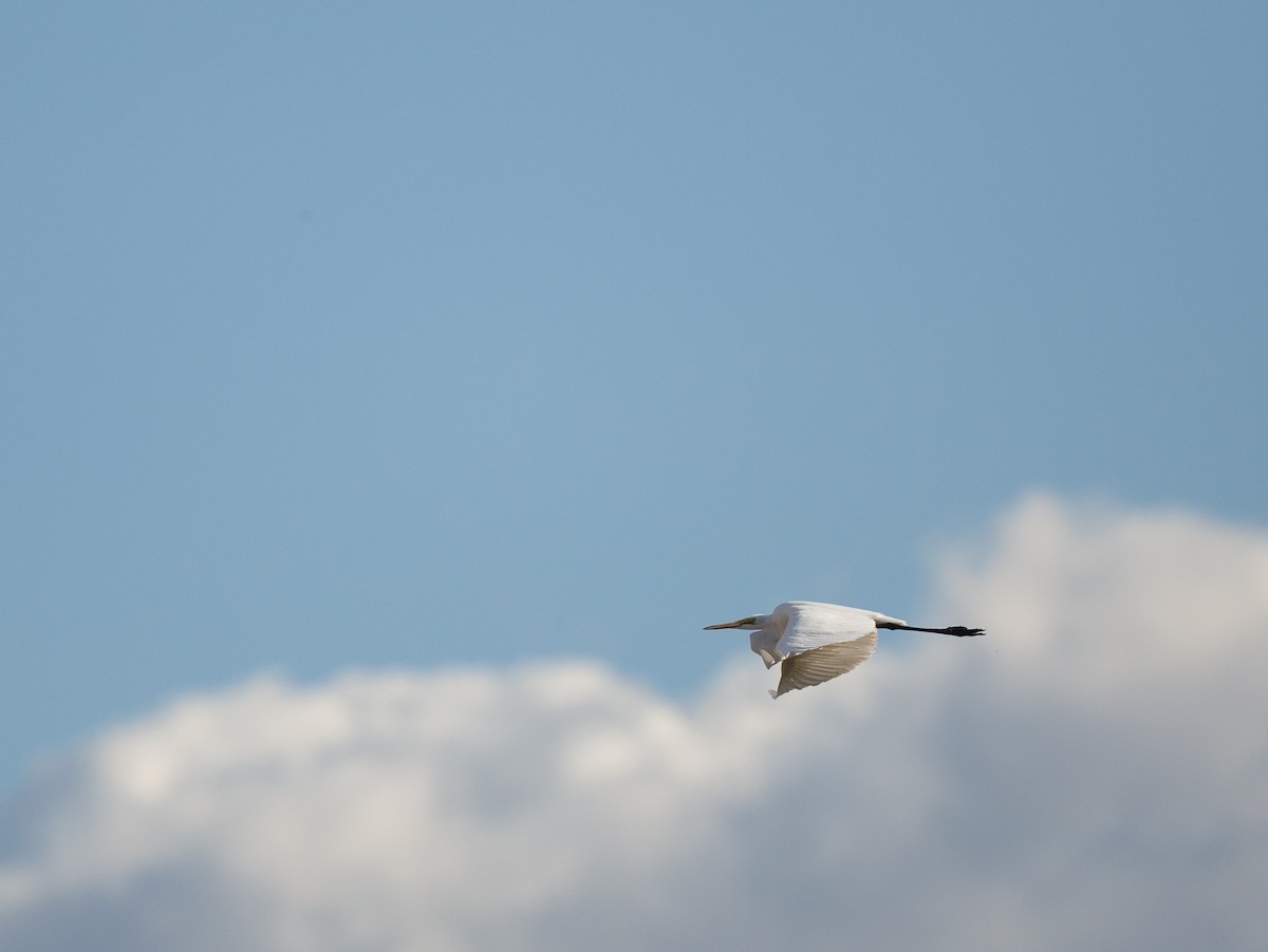 Great Egret - ML137263341