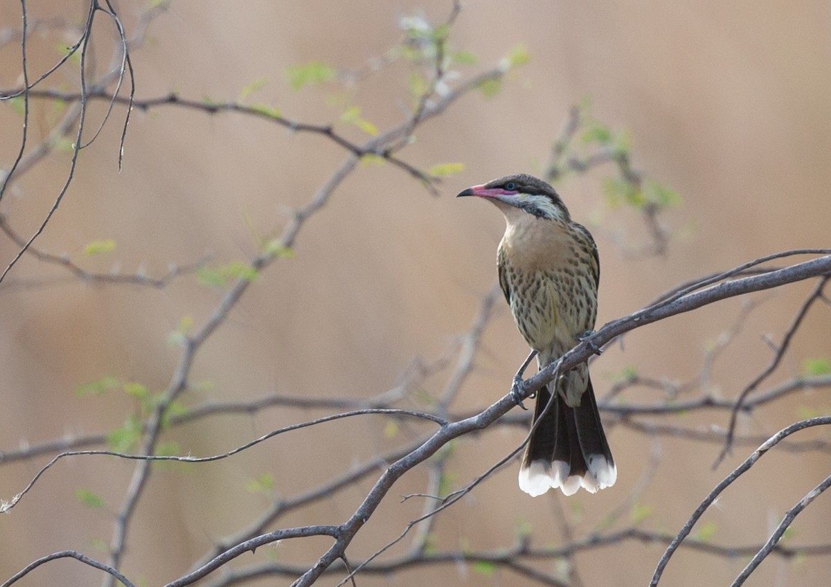 Spiny-cheeked Honeyeater - Geoff Dennis