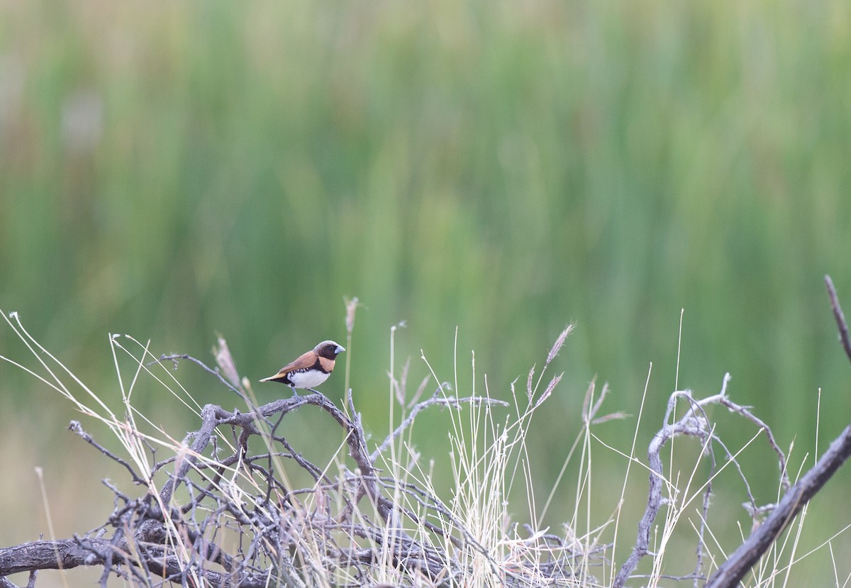 Chestnut-breasted Munia - ML137264361