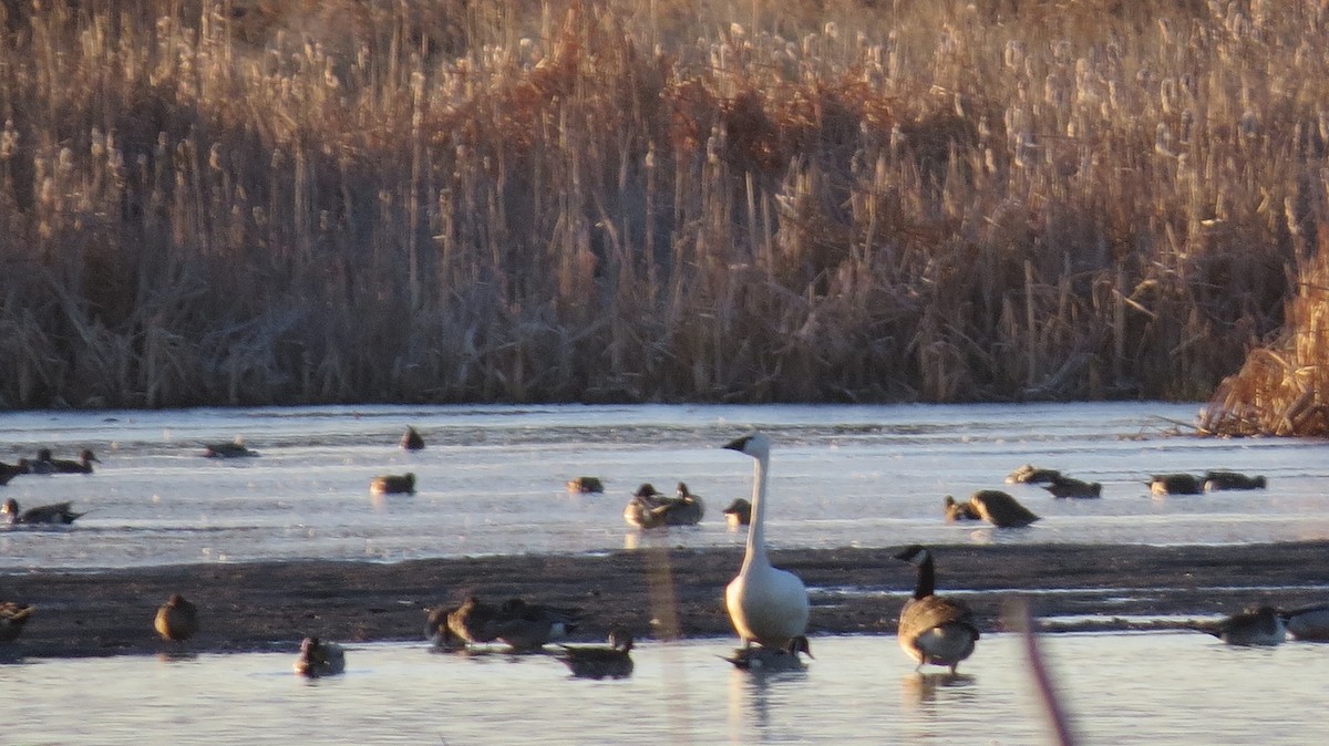 Cygne trompette - ML137264541