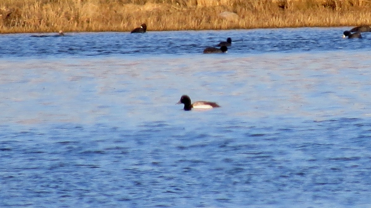 Greater Scaup - ML137265251