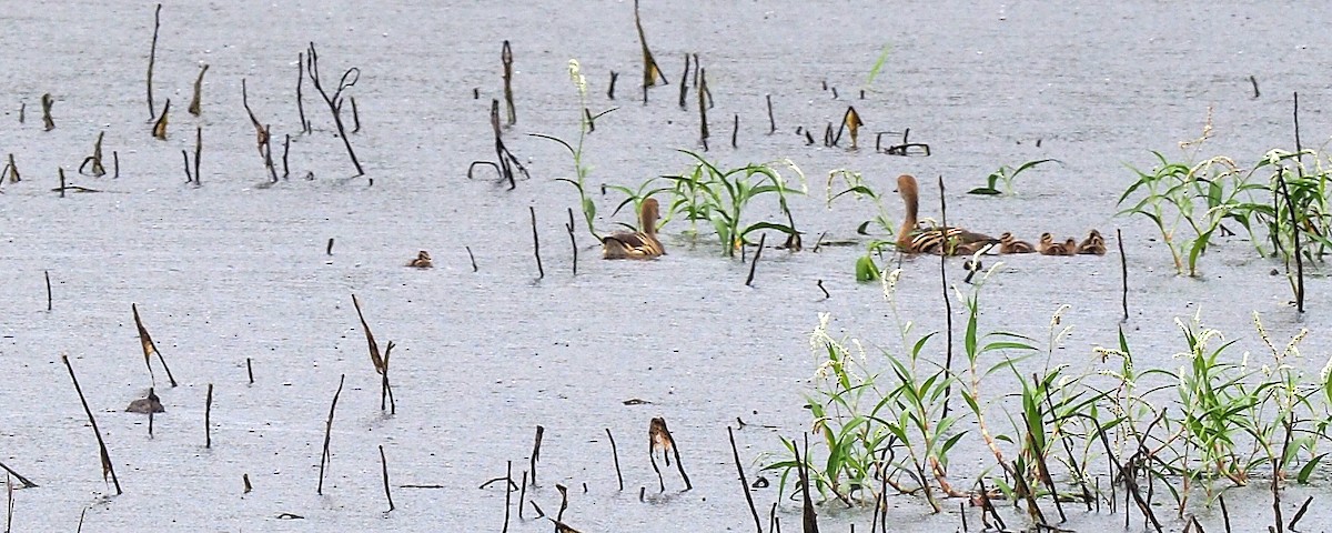 Dendrocygne d'Eyton - ML137265401