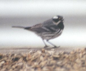 Black-throated Gray Warbler - ML137265511