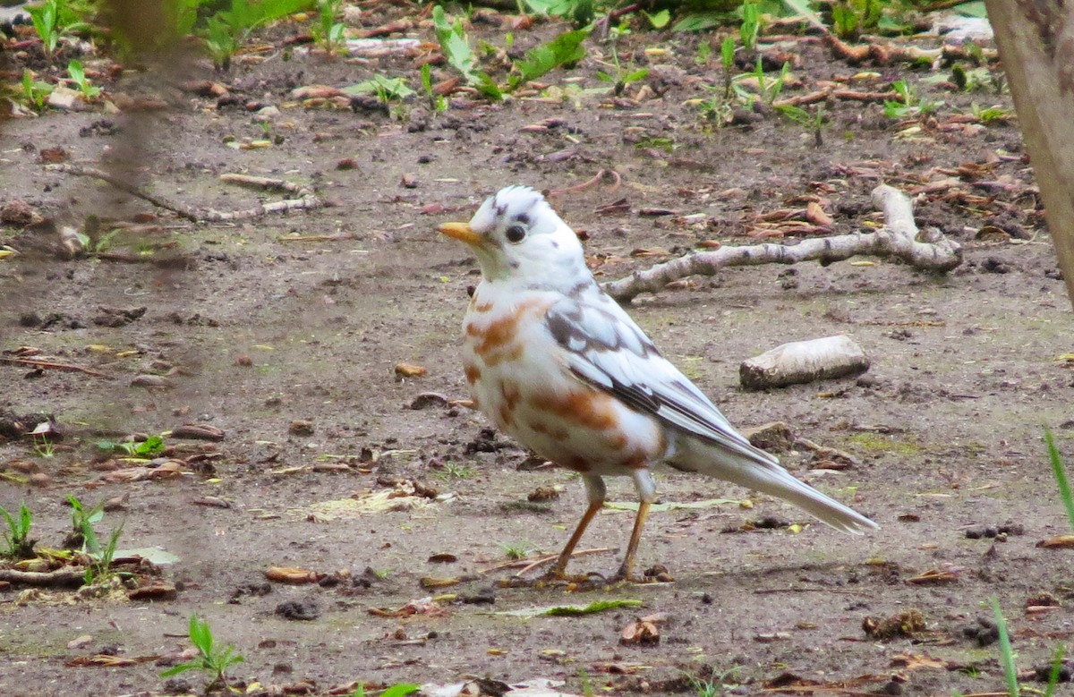 American Robin - ML137265841