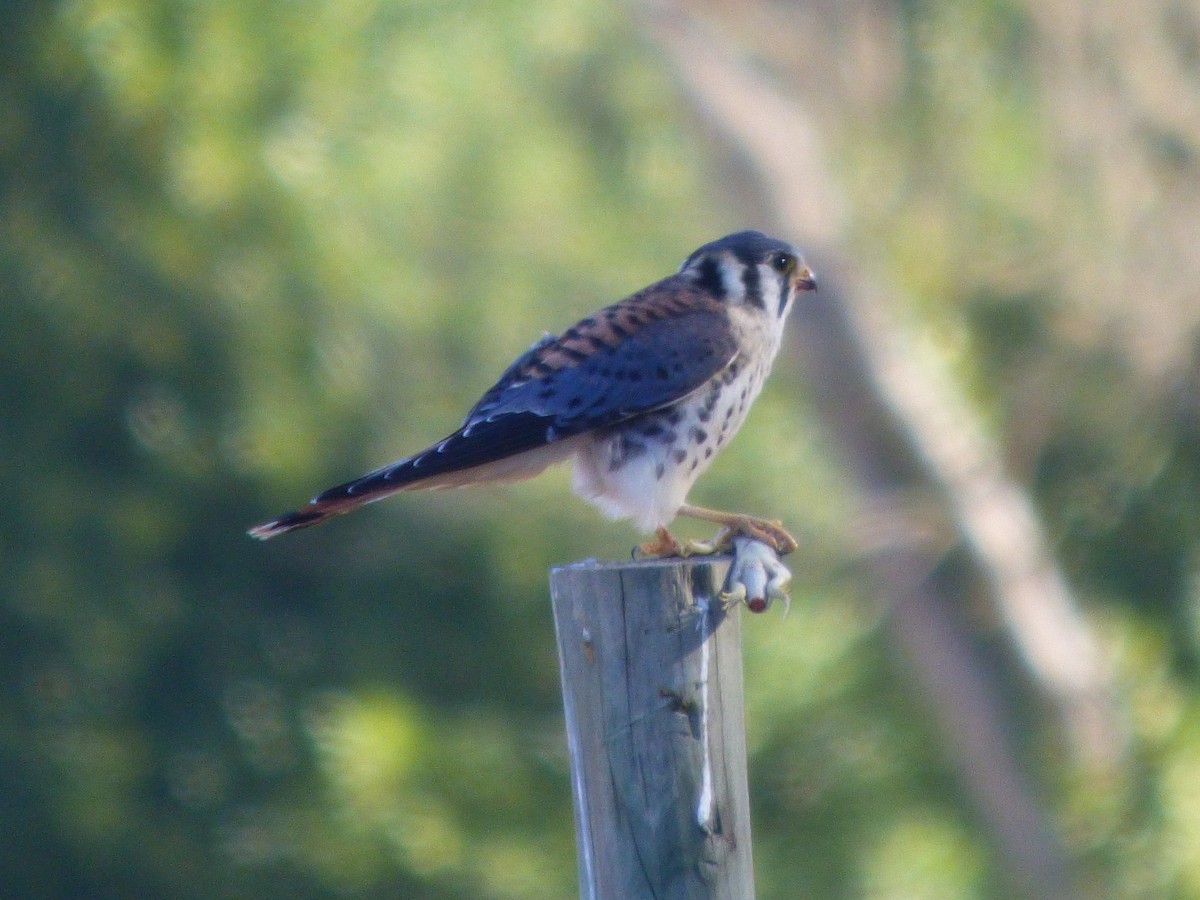 American Kestrel - ML137266011