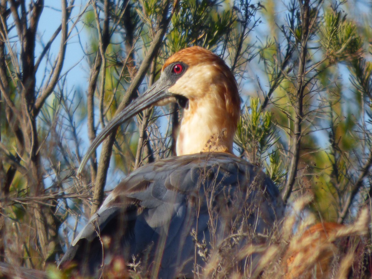 Black-faced Ibis - ML137266491