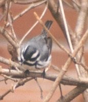 Black-throated Gray Warbler - ML137266711