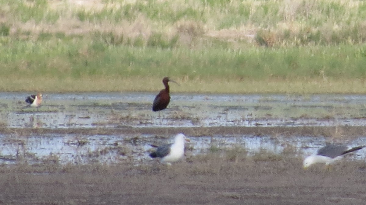 Glossy Ibis - ML137267501