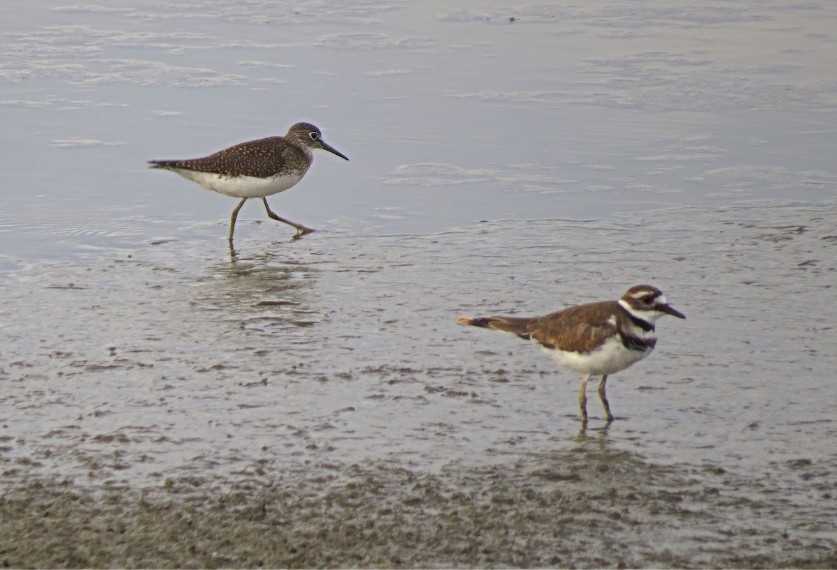 Solitary Sandpiper - Mike Hearell