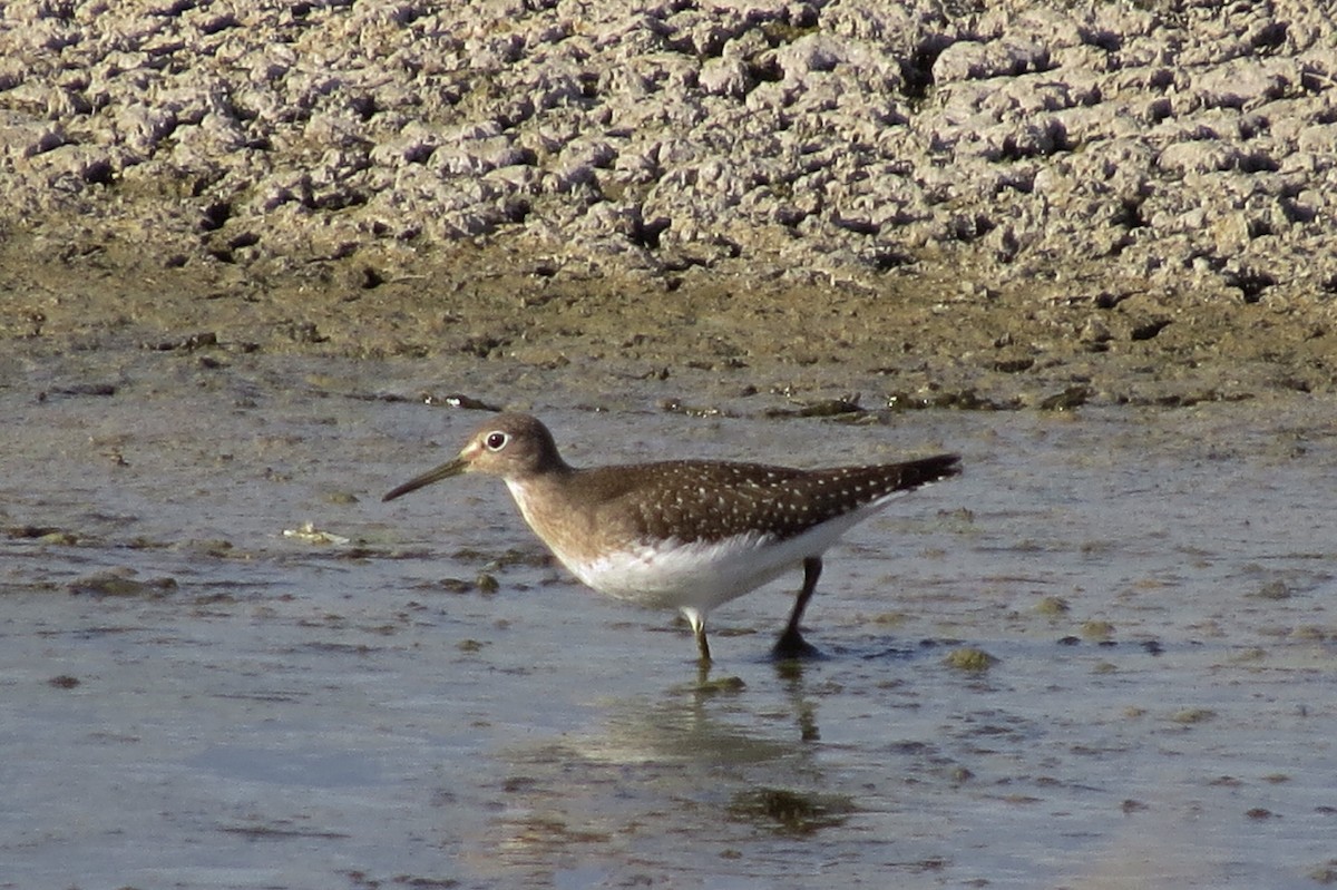 Solitary Sandpiper - ML137268661