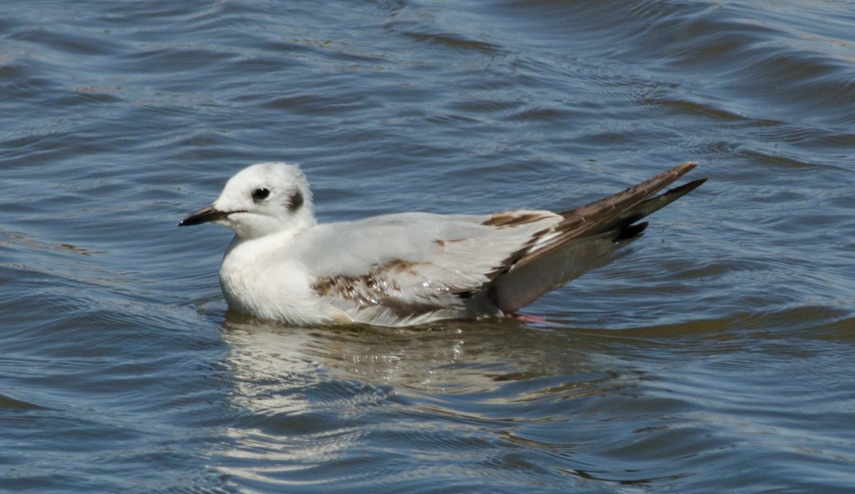 Bonaparte's Gull - Gordon Karre