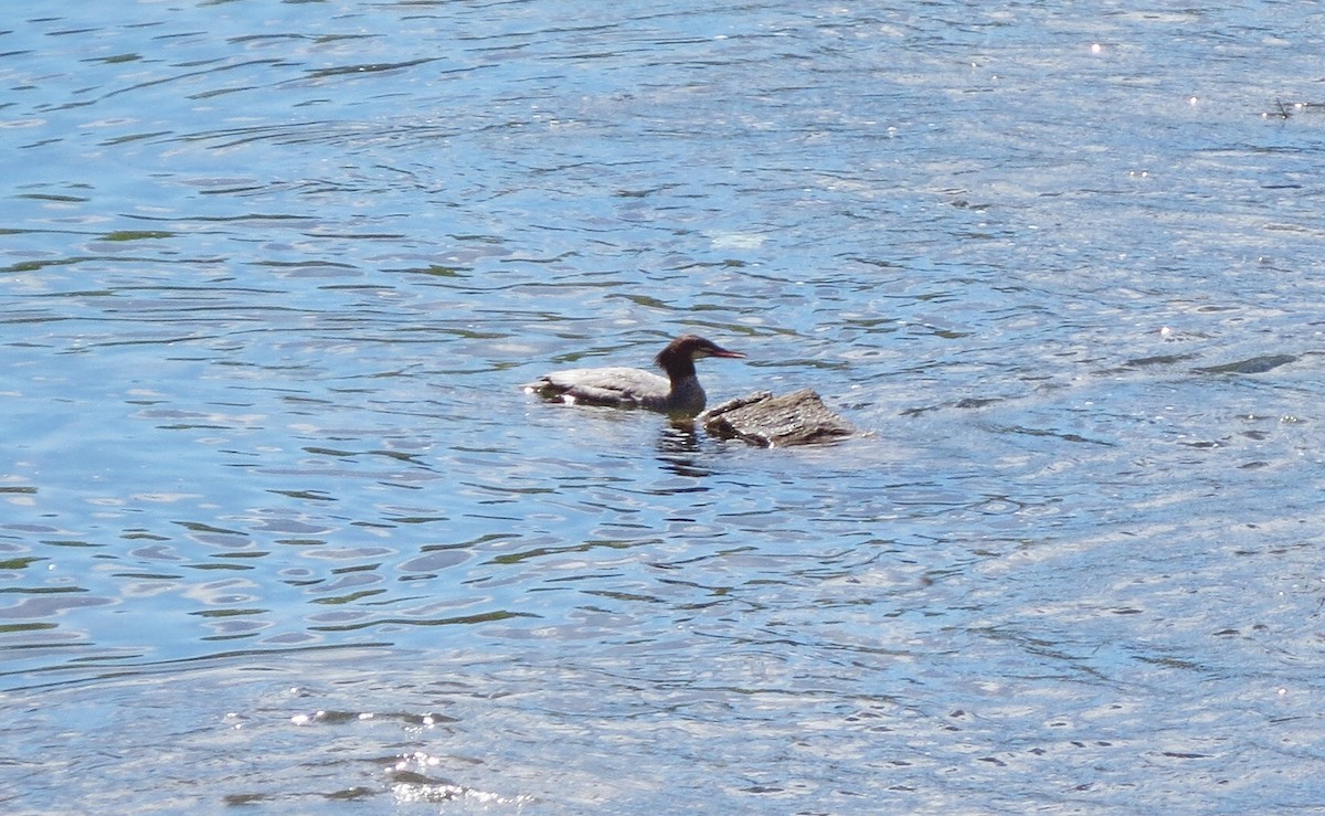 Common Merganser - ML137269411