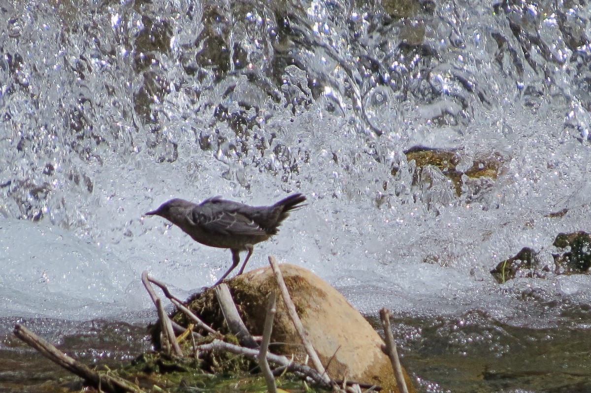 American Dipper - ML137269431