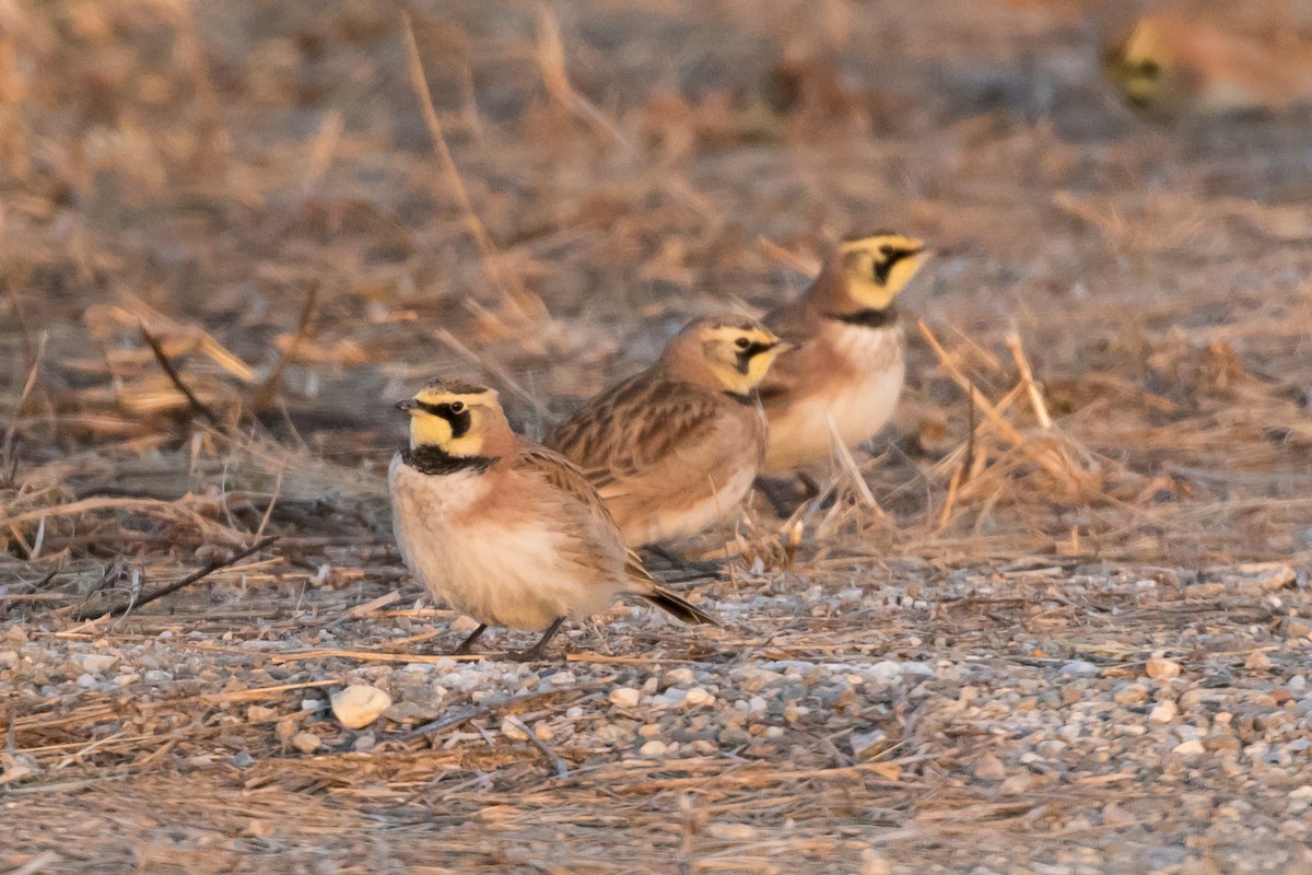 Horned Lark - ML137269671