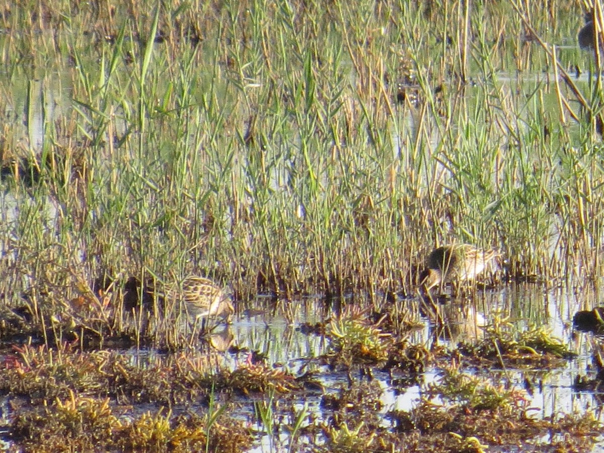 Pectoral Sandpiper - ML137269741