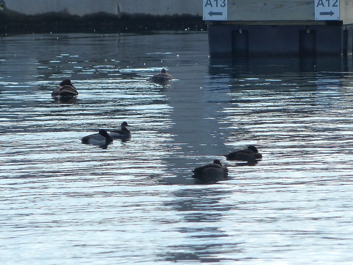 Eared Grebe - ML137270101