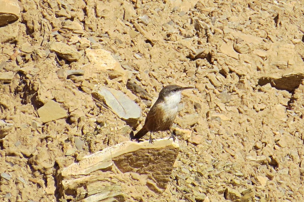 Canyon Wren - ML137270401