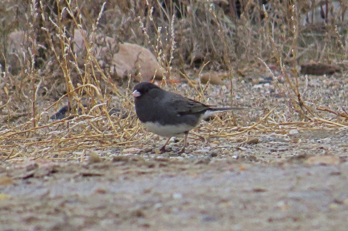 Dark-eyed Junco (Slate-colored) - ML137271041