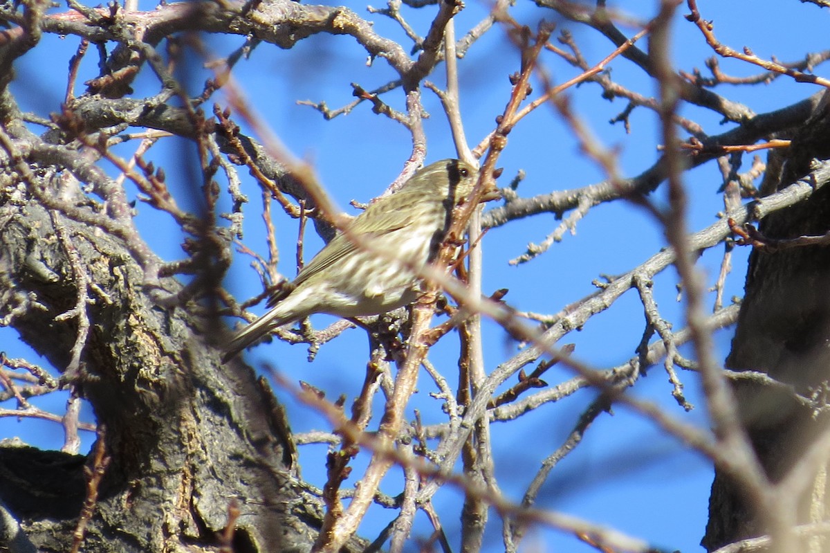 Purple Finch - ML137272031