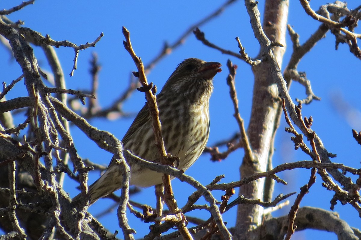 Purple Finch - ML137272061