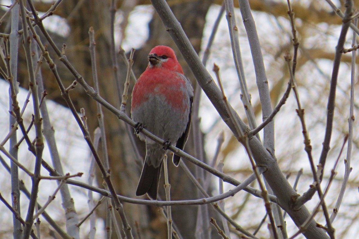 Pine Grosbeak - ML137272341