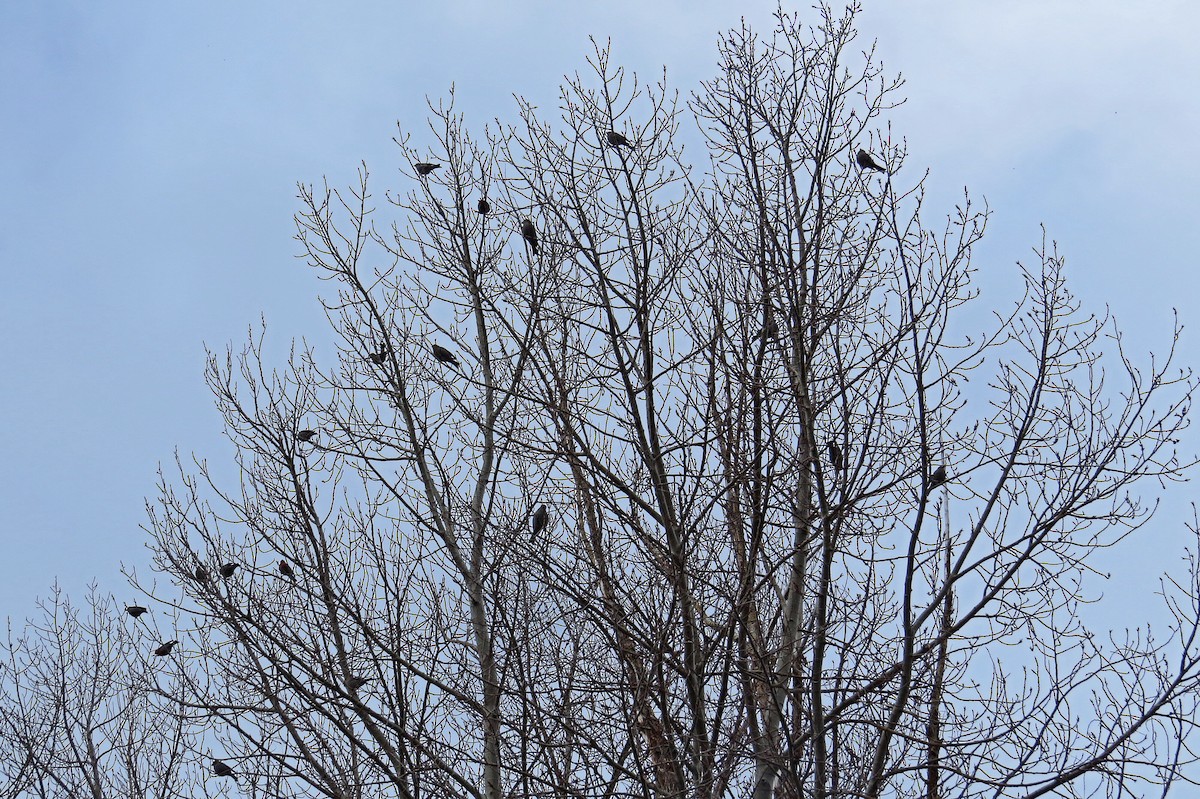 Pine Grosbeak - ML137272361