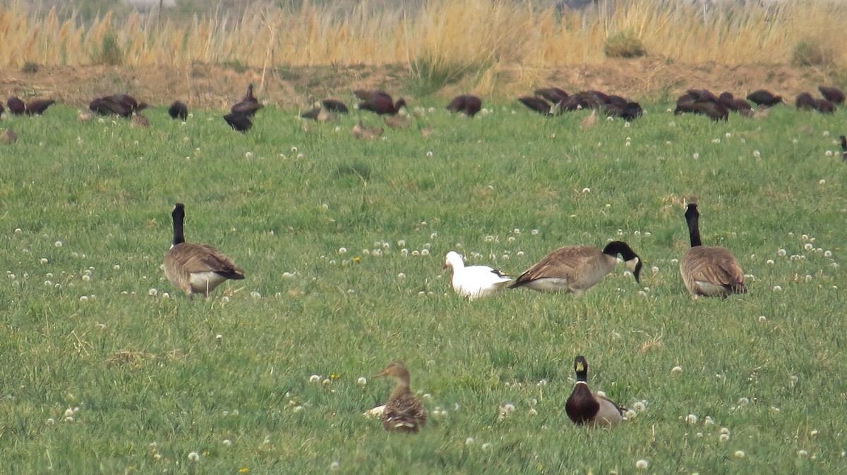 Ross's Goose - ML137273021