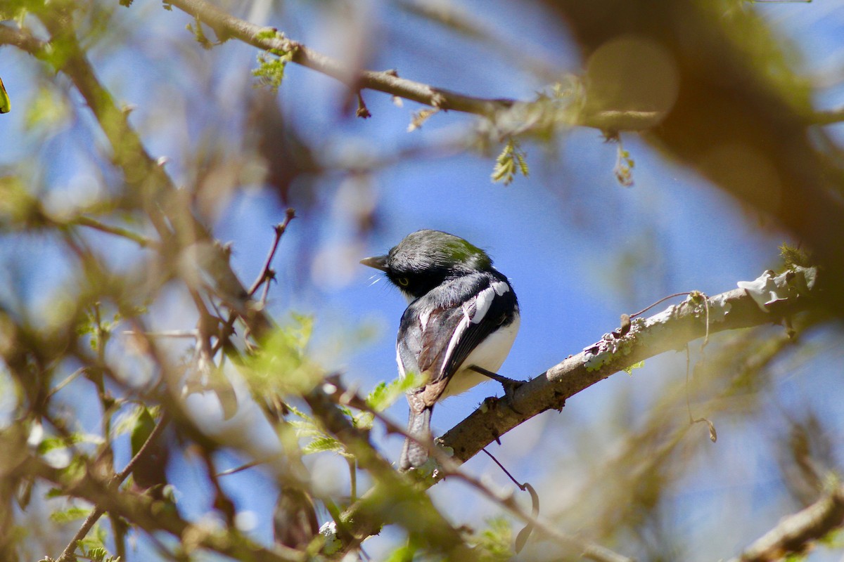 Pygmy Batis - ML137273061