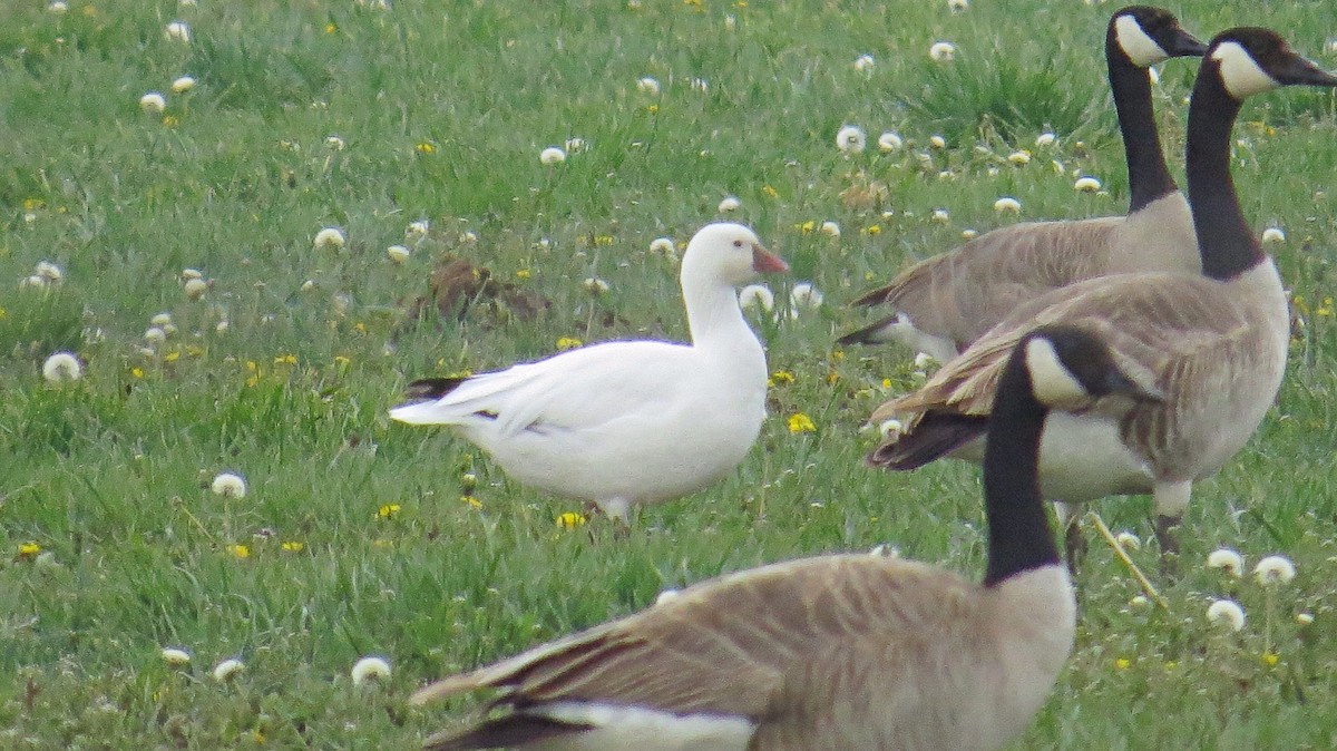 Ross's Goose - ML137273071