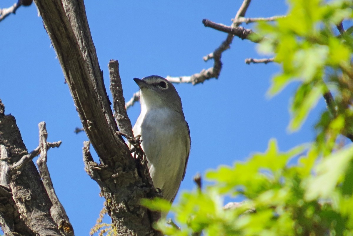 Vireo Plomizo - ML137273181