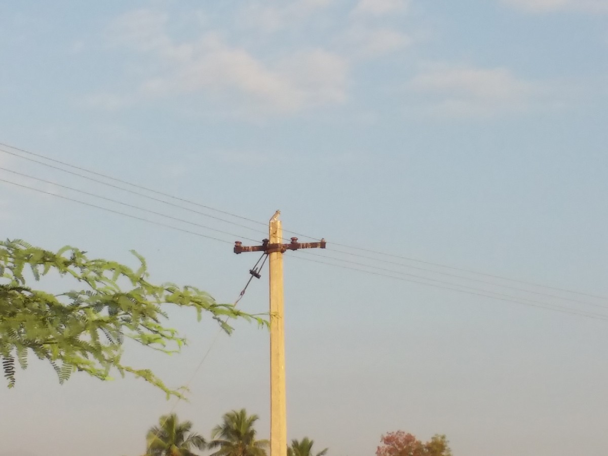 Spotted Owlet - ML137274011