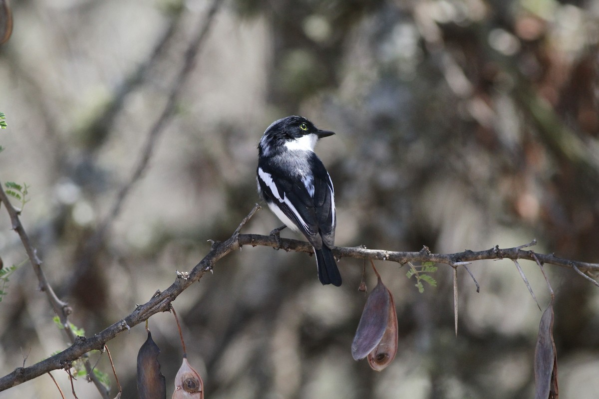 Pygmy Batis - ML137280751