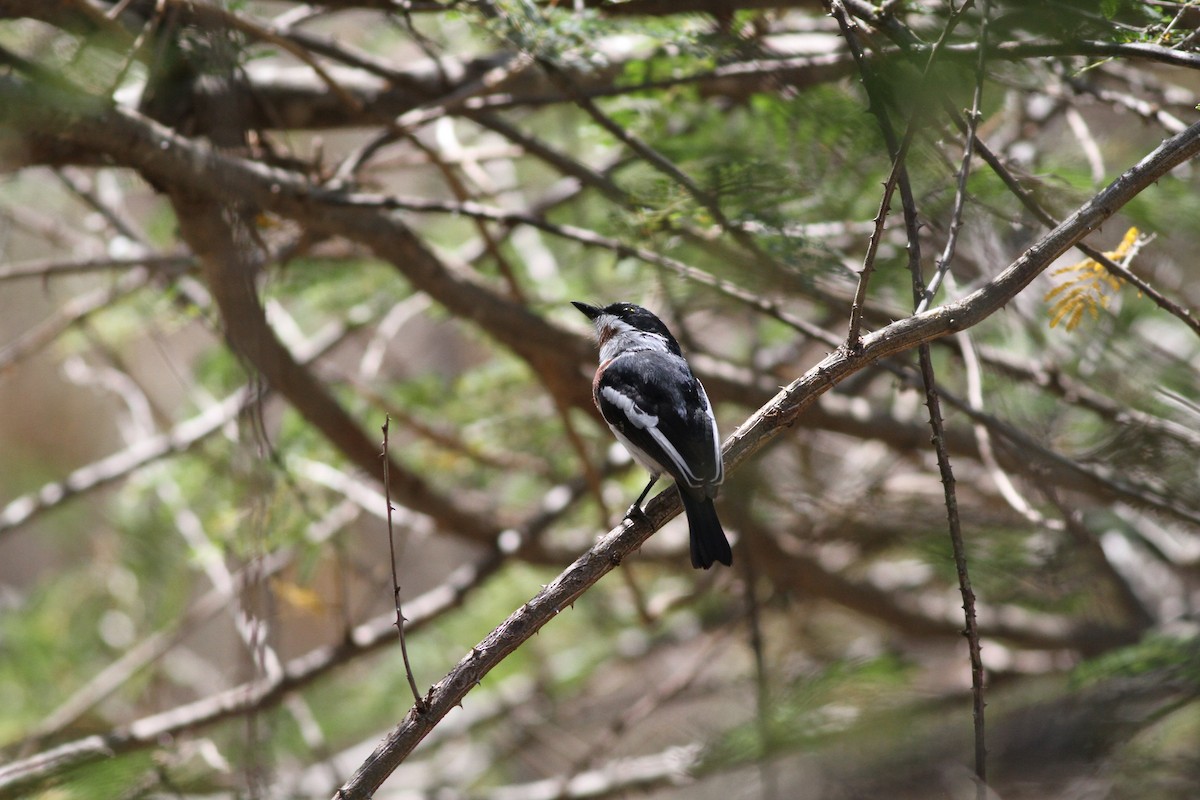 Chinspot Batis - ML137281271