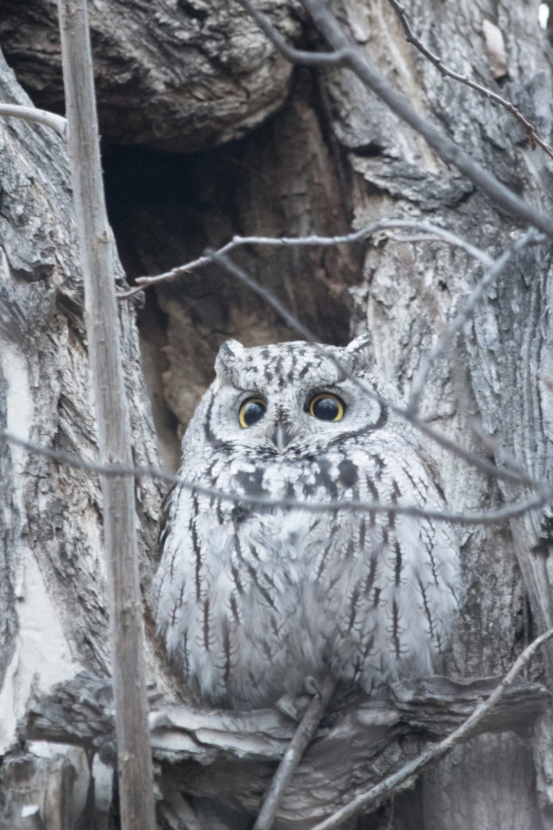 Western Screech-Owl - Joel Ludlam