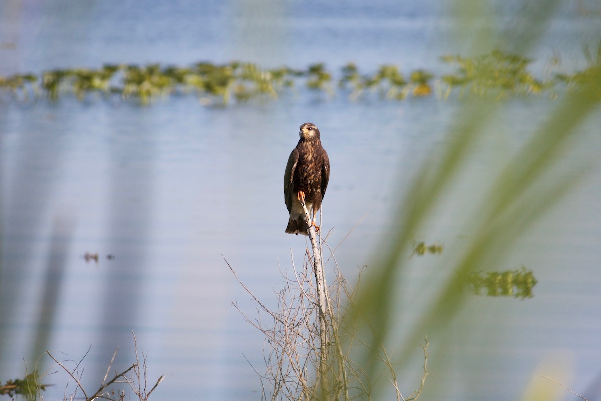 Snail Kite - ML137282631