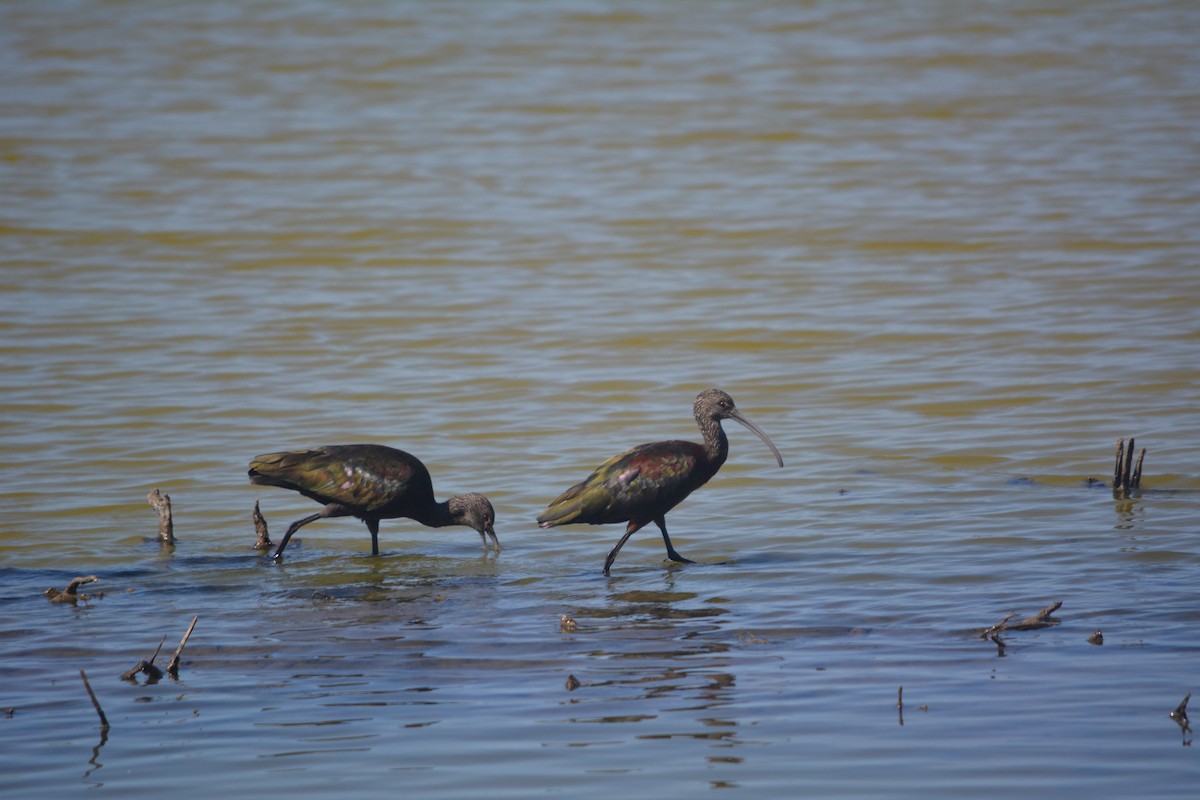 White-faced Ibis - ML137283271