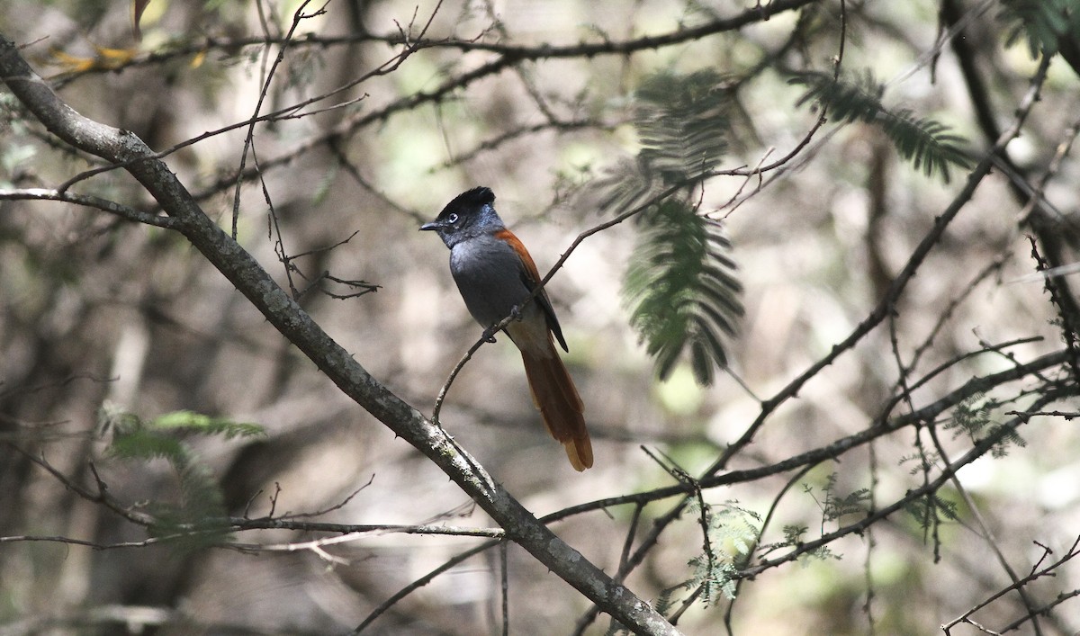 African Paradise-Flycatcher - ML137283951