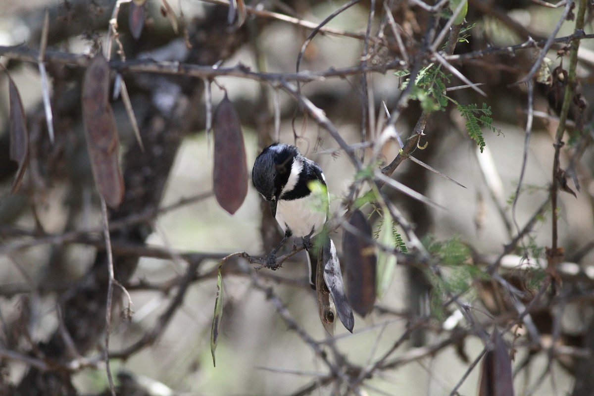 Pygmy Batis - ML137284251