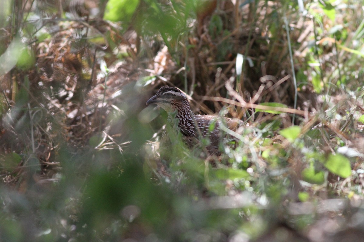 Crested Francolin - Yuting Deng