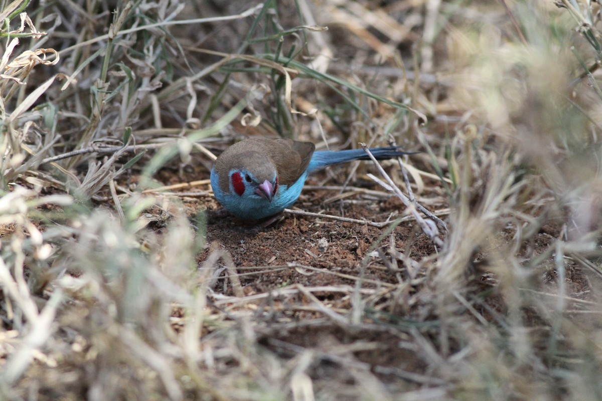 Red-cheeked Cordonbleu - ML137287031