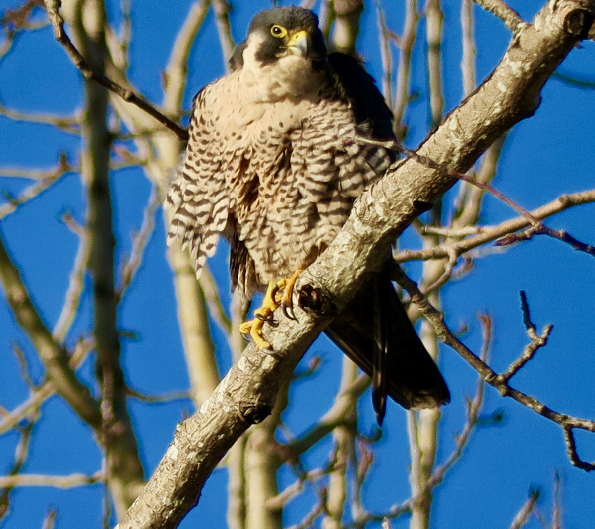 Peregrine Falcon - ML137287301