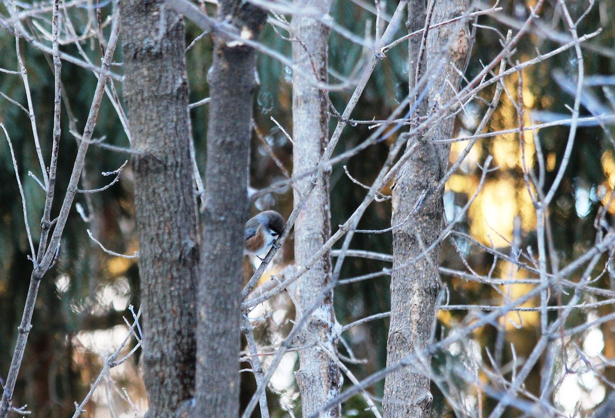 Boreal Chickadee - ML137288001