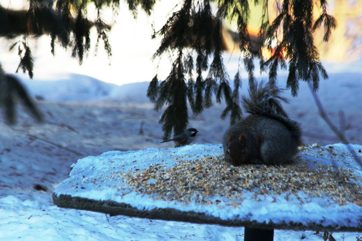 Boreal Chickadee - ML137288071