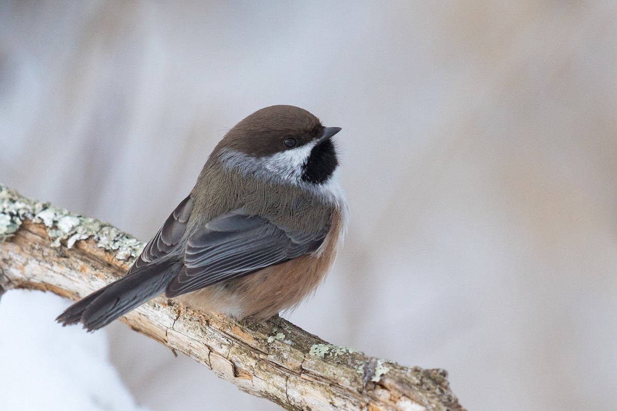 Boreal Chickadee - Ryan Sanderson