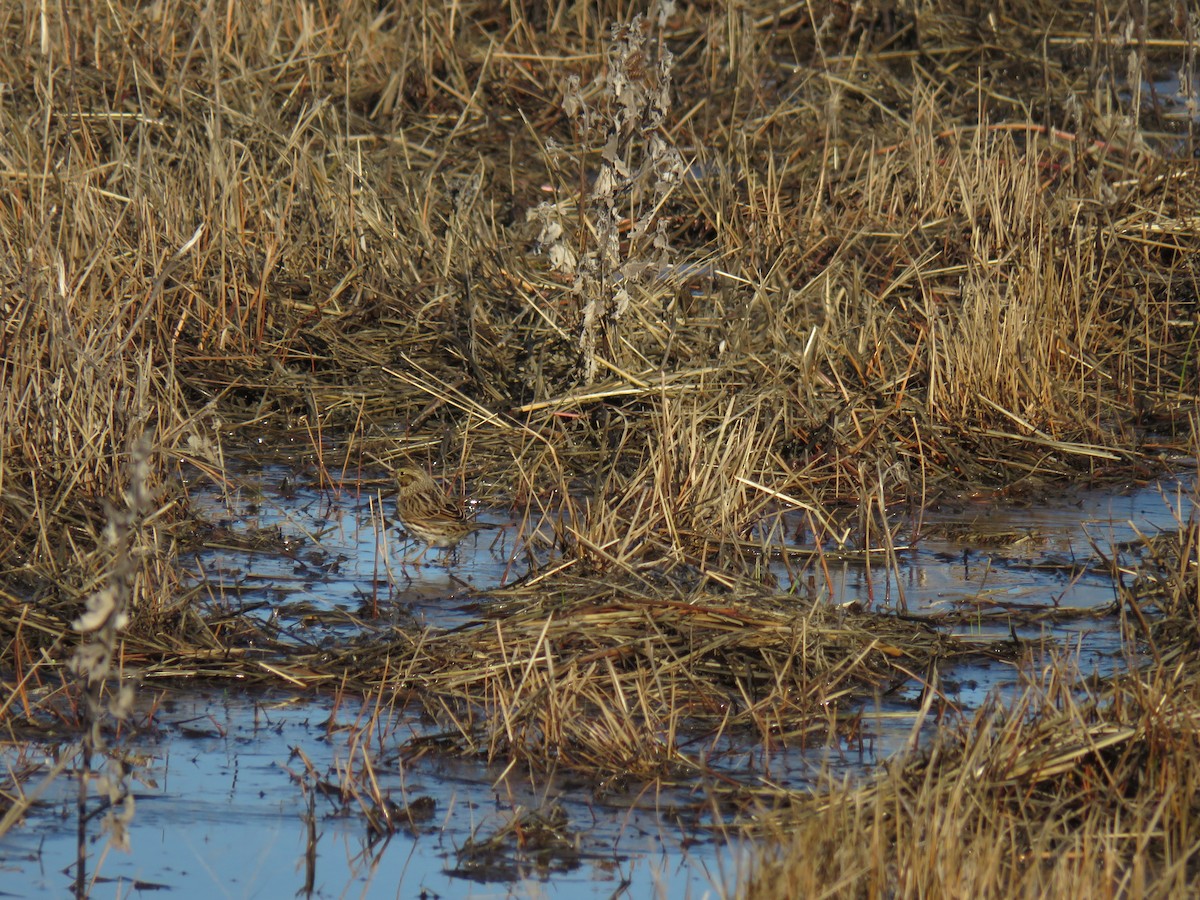 Savannah Sparrow - ML137290981