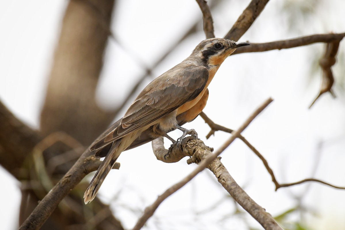 Black-eared Cuckoo - ML137292781