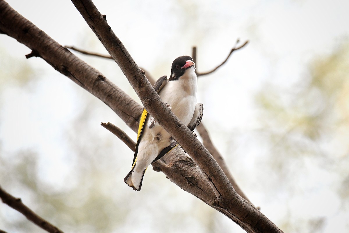 Painted Honeyeater - ML137293181
