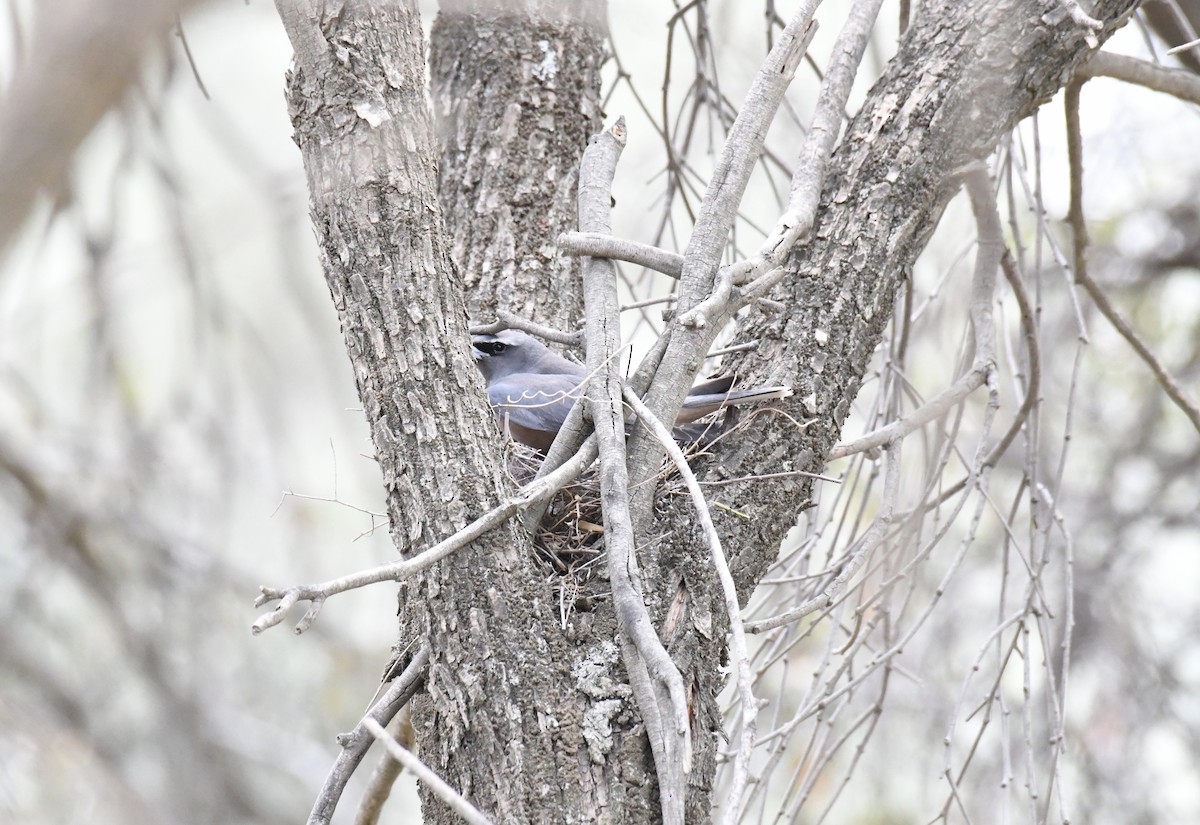 White-browed Woodswallow - ML137293361