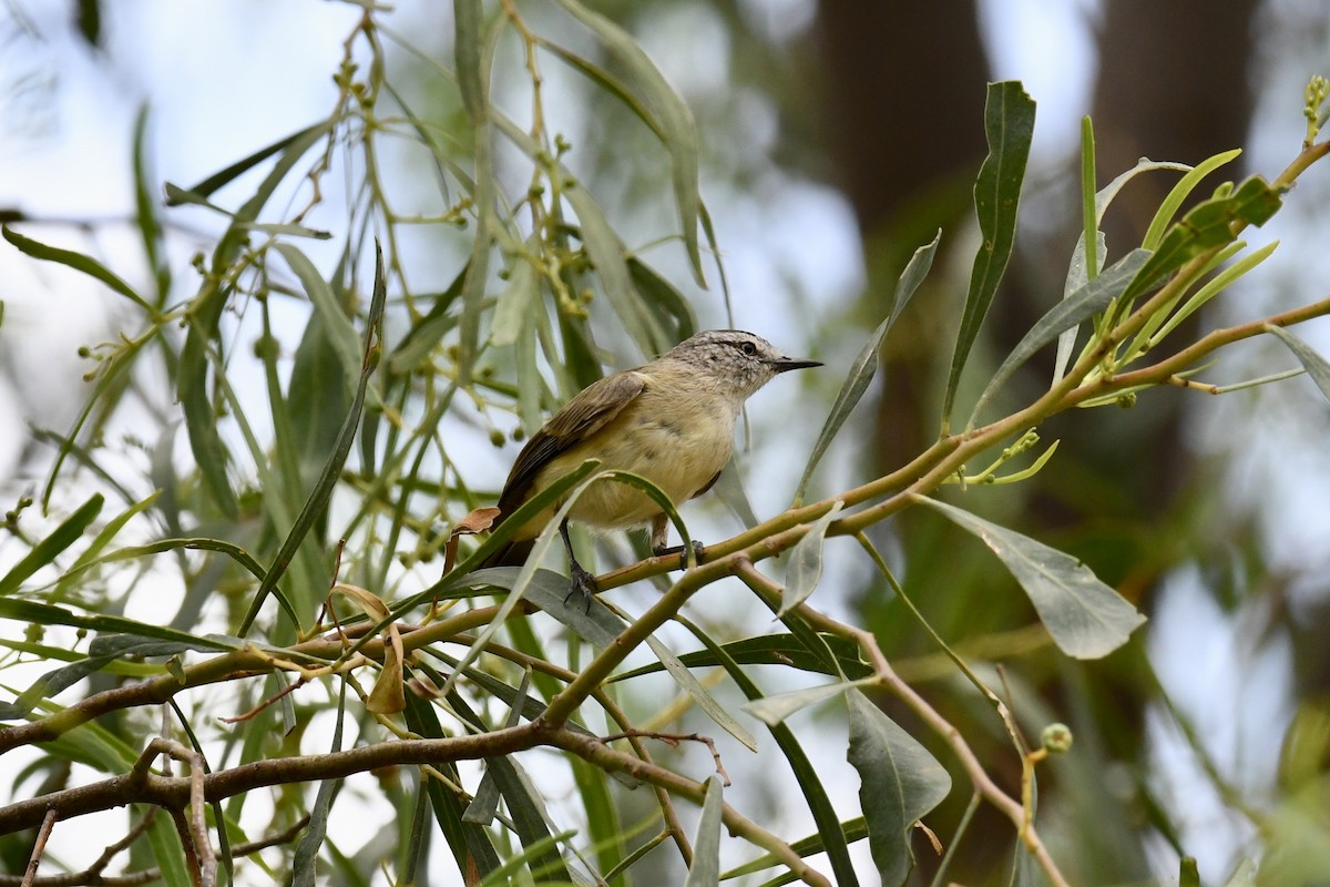 Yellow-rumped Thornbill - ML137293501