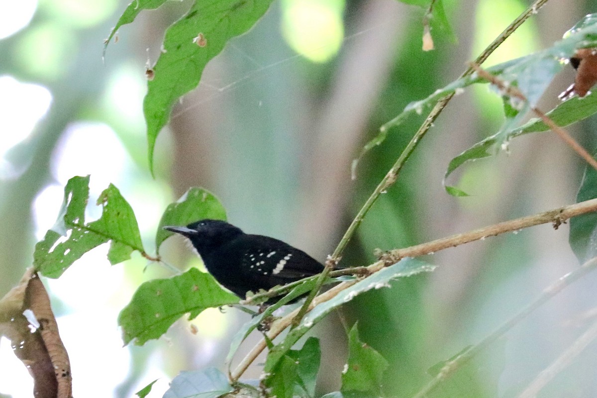 Dot-winged Antwren - ML137296911